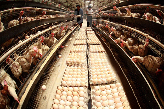 蛋鸡养殖过程中要更换KY.COM该怎么做