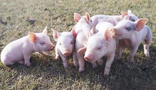 铁是哺乳仔猪生长发育所必需的微量元素