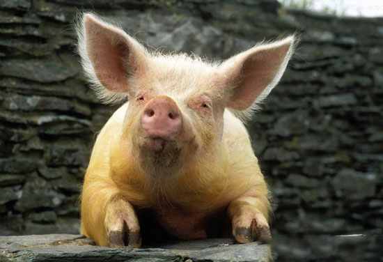 《山东省畜禽粪污专项整治行动实施方案》印发