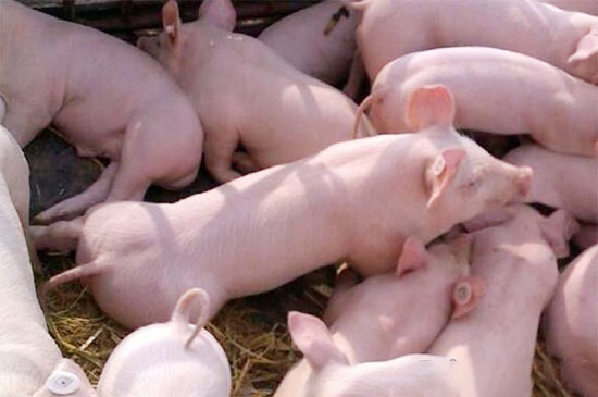 立秋后养猪人应注意什么?