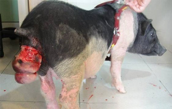 猪脱肛又称肛门直肠脱垂