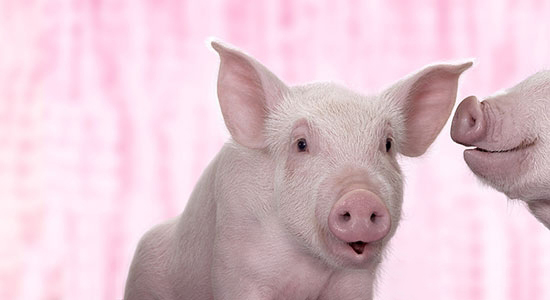 母猪怀孕时这些药不能用!!!