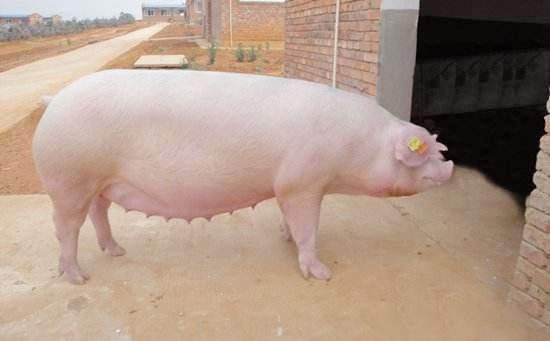 促进母猪发情的常识性方法