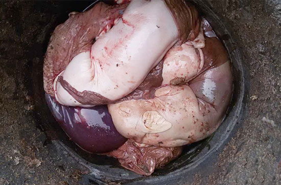 母猪产死胎的五大原因