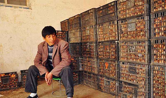 蛋鸡养殖出路在哪儿？