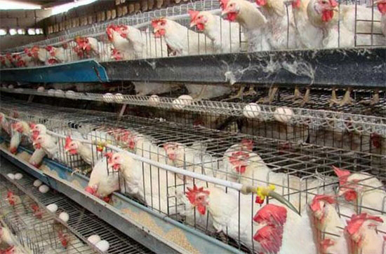 母鸡产蛋困难的处理方法