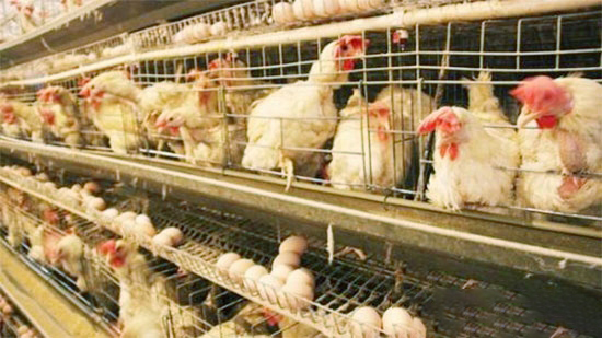 蛋鸡装笼注意事项