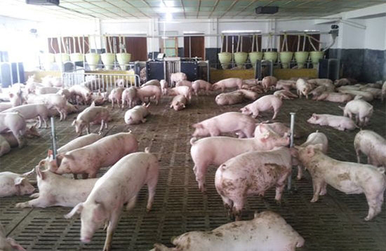 各个时期猪只如何分栏