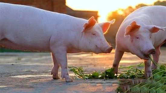 环保风劲吹生态养殖成趋势