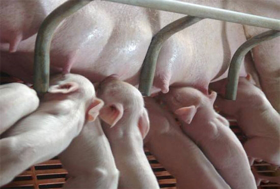 母猪泌乳力高低如何鉴别