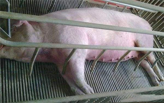 母猪预产期推算表