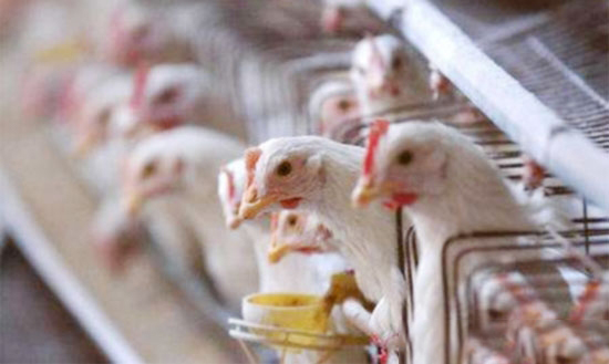 十大养鸡误区,你中招了吗?