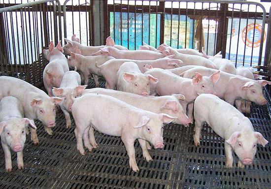 养猪业将面临三大劫难 您都知道吗？