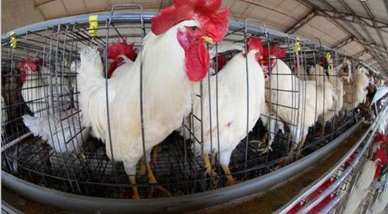 养殖户使用浓缩料存在哪些错误问题