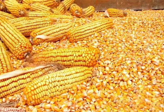 新粮上市高峰玉米打响“收购战”