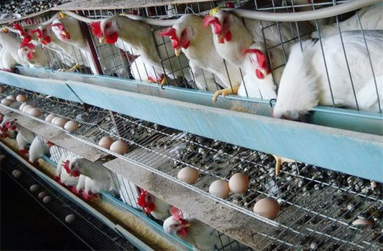 蛋鸡腹泻的诊断与防治