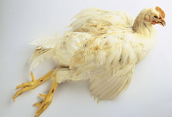 鸡病诊断一定重注病理变化