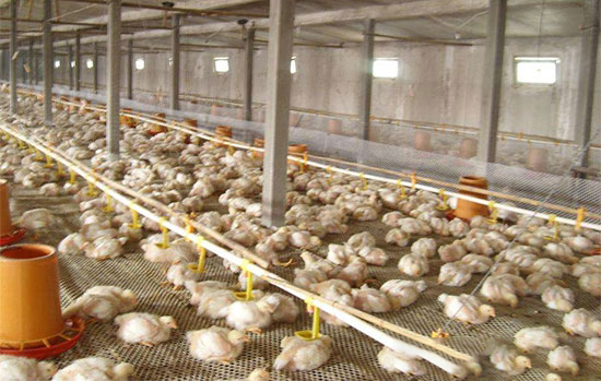 肉鸡舍使用哪种通风方式效果好