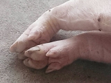 猪裂蹄病怎样防治？
