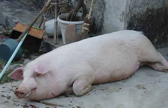 猪场出现“猪胀气”如何急救?