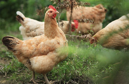 土鸡养殖为何失败?这三点原因不容忽视