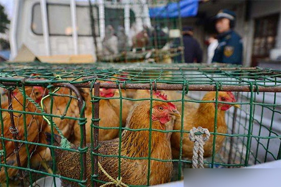 各地针对活禽陆续出台政策