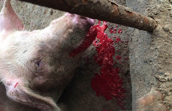 猪出血？