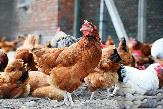 鸡大肠杆菌病的诊断与治疗