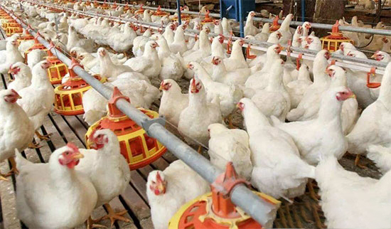 广东省农业局:97%家禽已打H7N9疫苗