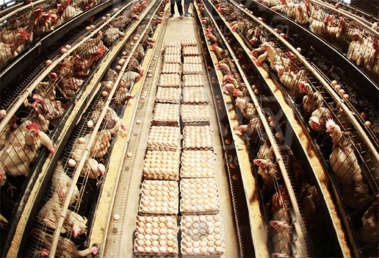蛋鸡场提高效益有门道