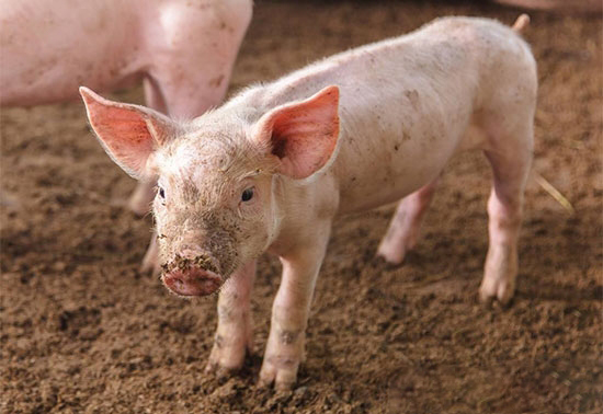 5项措施防止冬季新生仔猪死亡