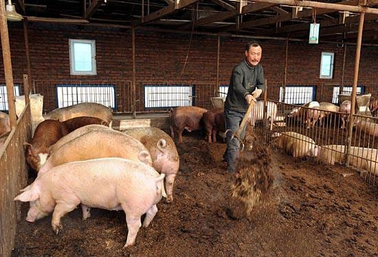农民养猪存在的四大误区你中招了吗?