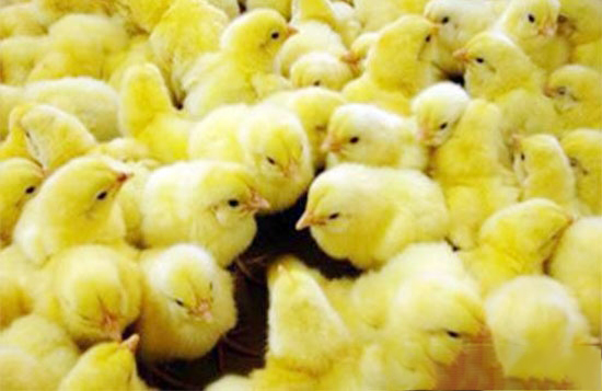 鸡雏种蛋运输要用专业车辆