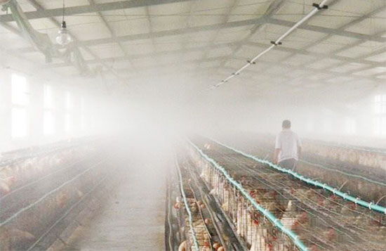 带鸡消毒的方法及注意事项