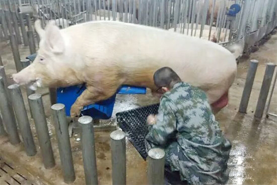 公猪精液好坏的判断方法