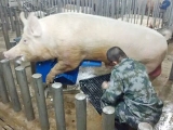 公猪精液好坏的判断方法