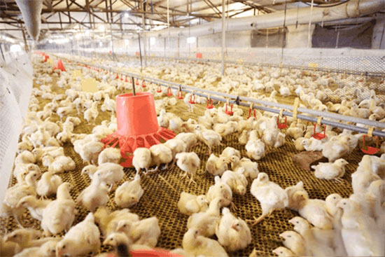 肉种鸡限饲期四大管理秘诀