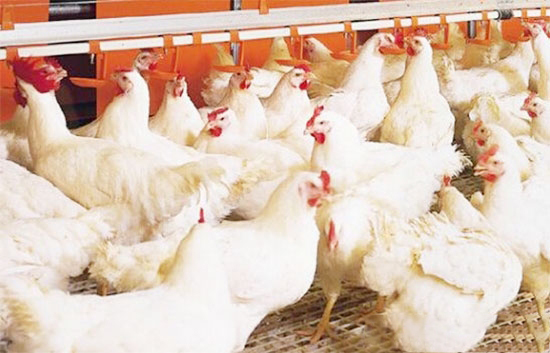 肉鸡正确的给药方式和方法