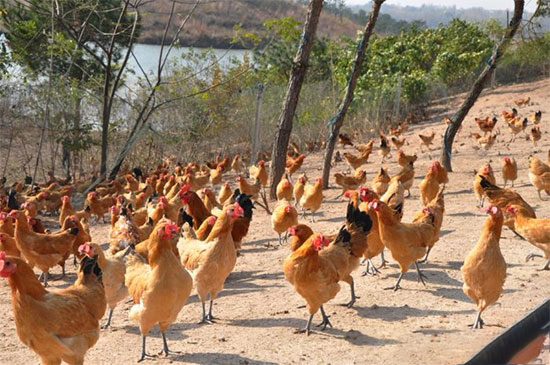 禁养?拆迁?未来这三种养殖模式有新出路!