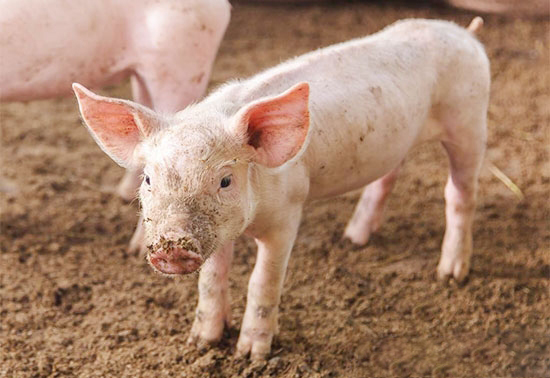 仔猪咬尾的防治措施