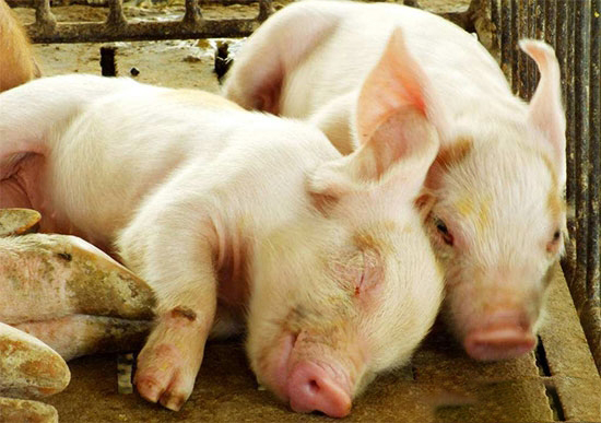 选购仔猪看准这10点不会错