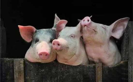 2018年开征环保税 南猪北移正在悄然进行