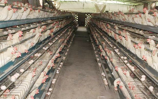 蛋鸡转群有学问