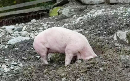 “老配早,小配晚,不老不小配中间”到底是啥意思?