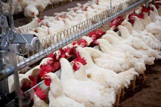 告诉你一个真实的白羽肉鸡产业
