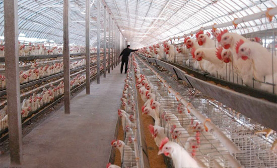 暴雪过后养鸡的三大细节管理