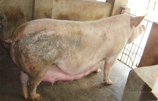 母猪淘汰的几项原则