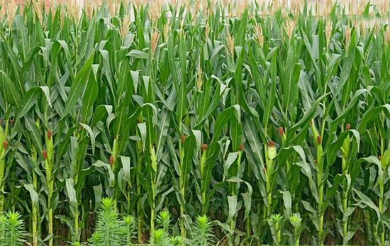 2018年要拿玉米种植者补贴！必须知道这五点