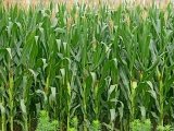 2018年要拿玉米种植者补贴！必须知道这五点