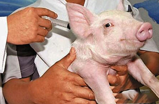 2018年强制免疫计划出炉